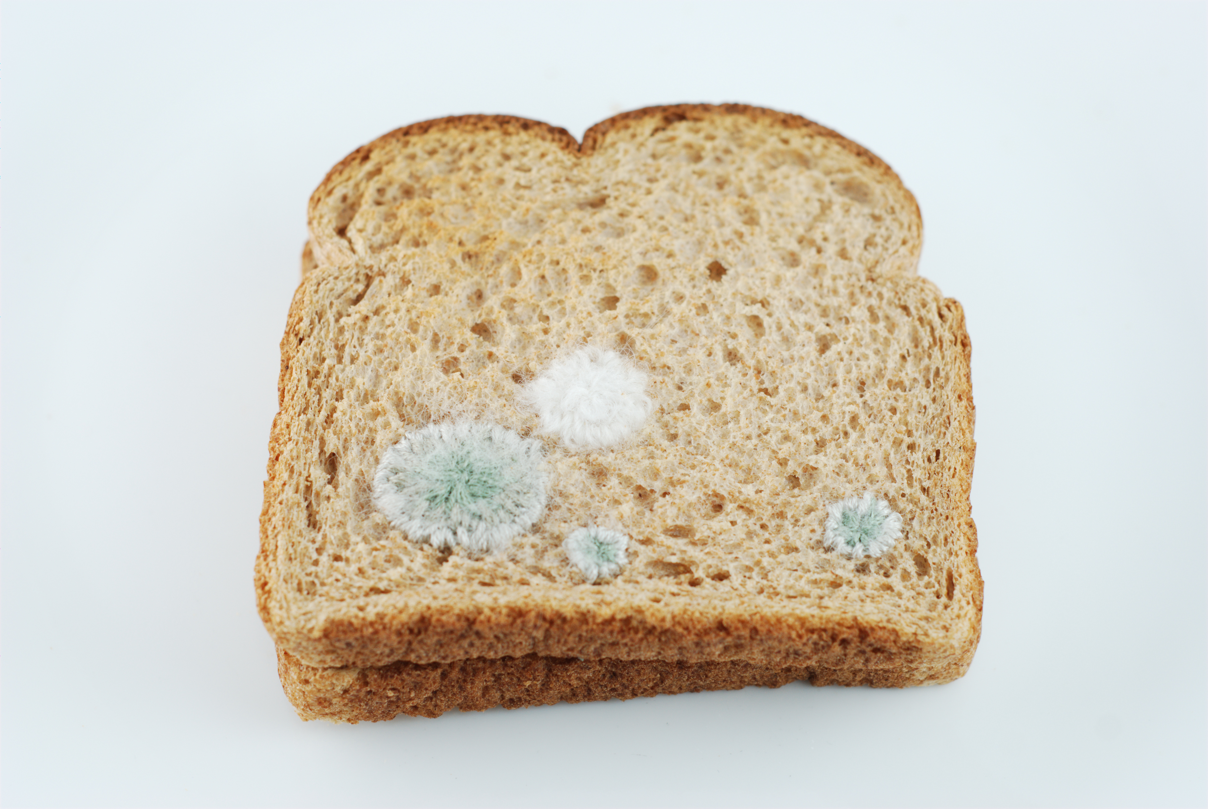 Moldy bread